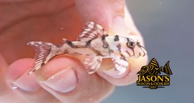 L236 Super White - (Hypancistrus seideli) L236 Super White - (Hypancistrus seideli)