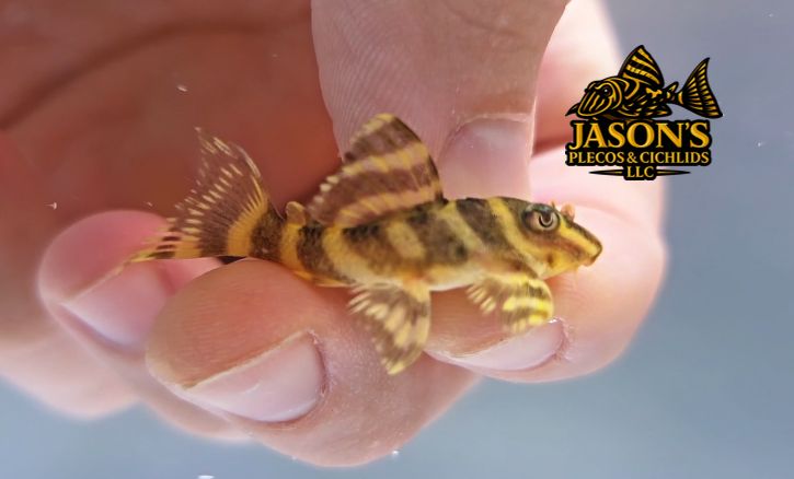 L333 Gold King Tiger - (Hypancistrus Seideli)