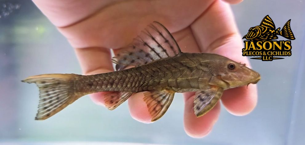 Pinecone Pleco/Pellegrini Pleco - (Pseudorinelepis genibarbis)