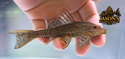 Pinecone Pleco/Pellegrini Pleco - (Pseudorinelepis genibarbis) Pinecone Pleco/Pellegrini Pleco - (Pseudorinelepis genibarbis)