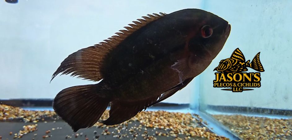 Chocolate Cichlid - (Hypselecara temporalis)
