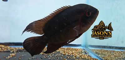 Chocolate Cichlid - (Hypselecara temporalis) Chocolate Cichlid - (Hypselecara temporalis)