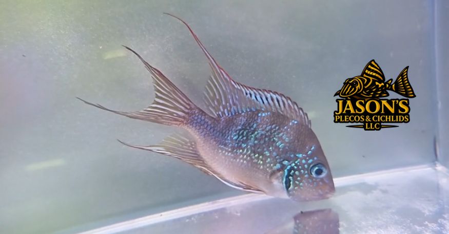 Spot Cheek Cichlid - (Thorichthys Ellioti)