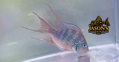 Spot Cheek Cichlid - (Thorichthys Ellioti) Spot Cheek Cichlid - (Thorichthys Ellioti)