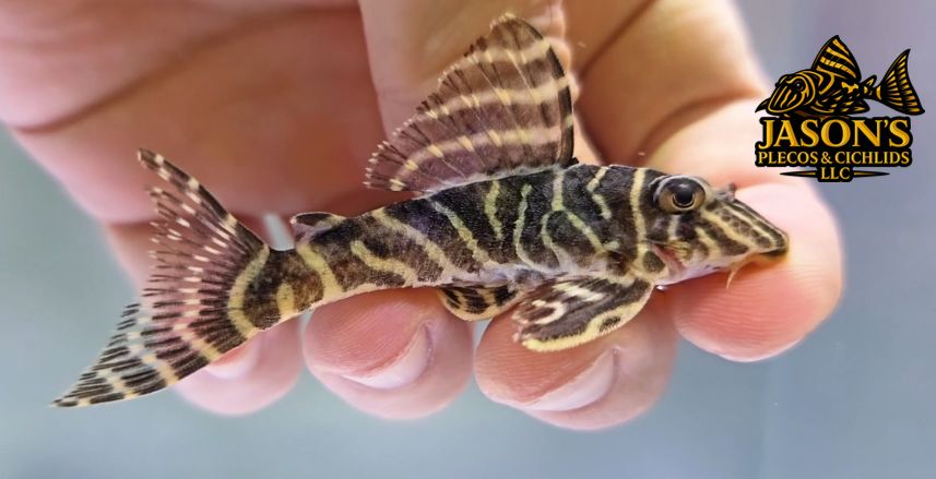 L340 Mega Clown Pleco - (Hypancistrus sp.)
