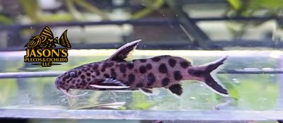 Pygmy Leopard Catfish - (Synodontis Petricola) Pygmy Leopard Catfish - (Synodontis Petricola)