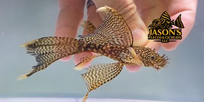 Longfin Common Bristlenose Catfish - (Ancistrus cf. cirrhosus) Breeding Pair