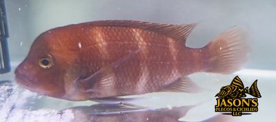 Red Frontosa - (Cyphotilapia Frontosa) Red Frontosa - (Cyphotilapia Frontosa)