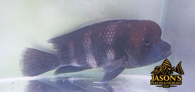 Frontosa Cichlid/Humphead Cichlid - (Cyphotilapia frontosa) Frontosa Cichlid/Humphead Cichlid - (Cyphotilapia frontosa)