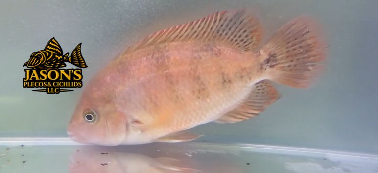 Vieja Hybrid Cichlid