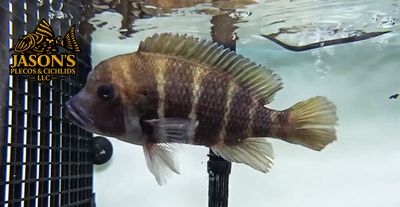Frontosa Cichlid/Humphead Cichlid - (Cyphotilapia frontosa)