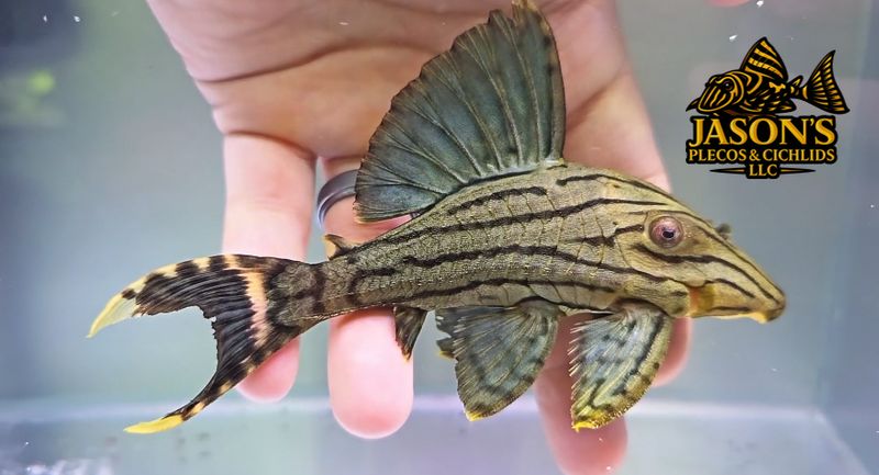 L191 Dull Eyed Royal Pleco For Sale Online