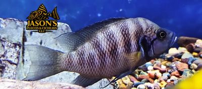 Neolamprologus Savoryi