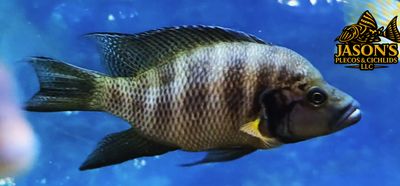 Neolamprologus Savoryi