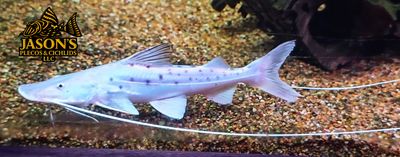 Piraiba Catfish - (Brachyplatystoma filamentosum)