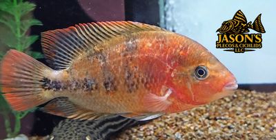 Vieja Hybrid Cichlid Vieja Hybrid Cichlid