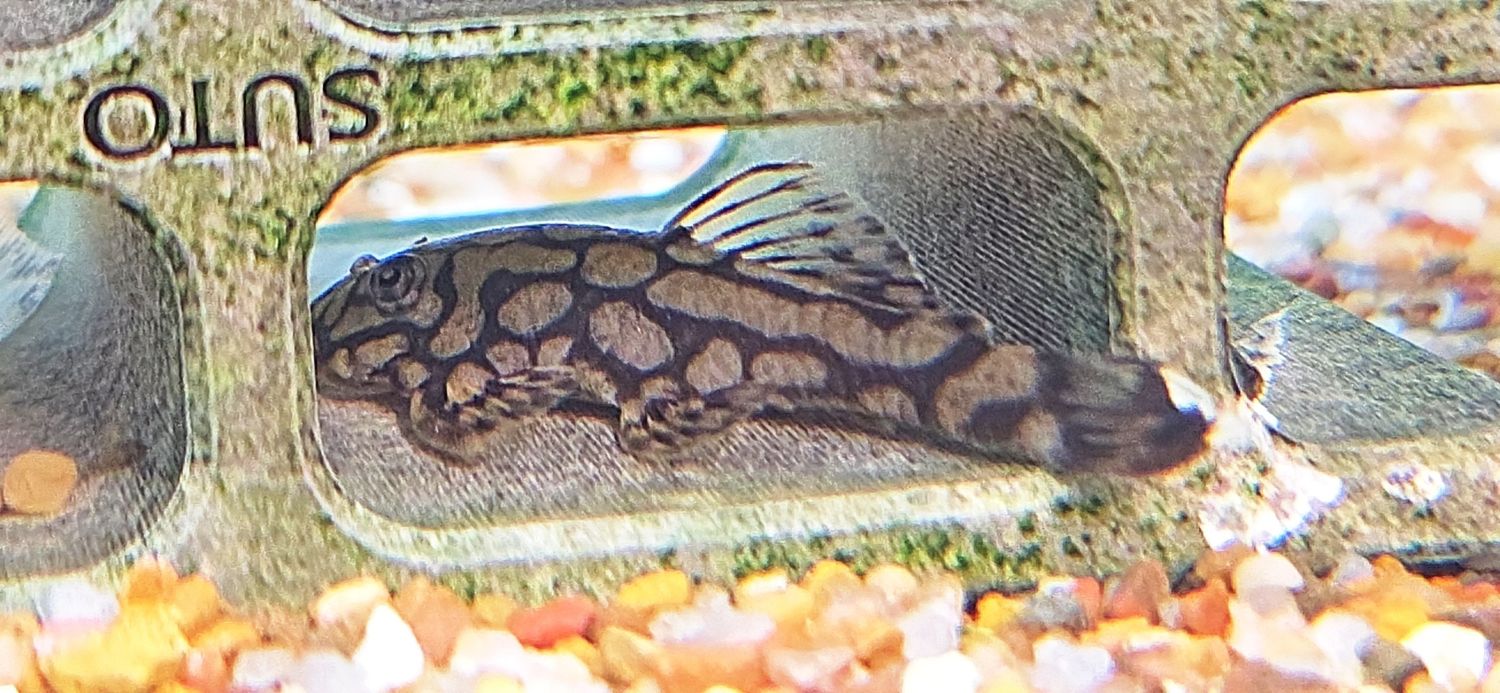 L519 Honeycomb Bristlenose - (Ancistrus sp.)