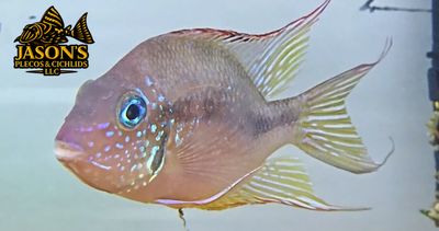 Spot Cheek Cichlid - (Thorichthys Ellioti) Spot Cheek Cichlid - (Thorichthys Ellioti)