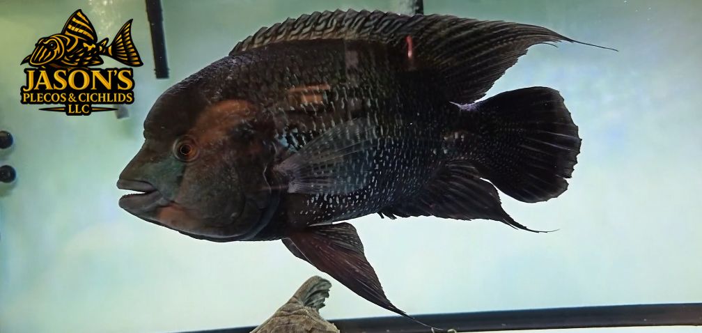 Black Umbee/Turquoise Cichlid - (Kronoheros Umbriferum)