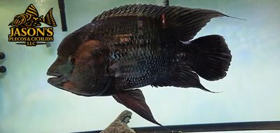 Black Umbee/Turquoise Cichlid - (Kronoheros Umbriferum) Black Umbee/Turquoise Cichlid - (Kronoheros Umbriferum)