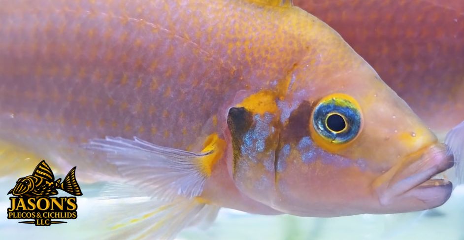 Daffodil Pulcher - (Neolamprologus pulcher) Breeding Pair