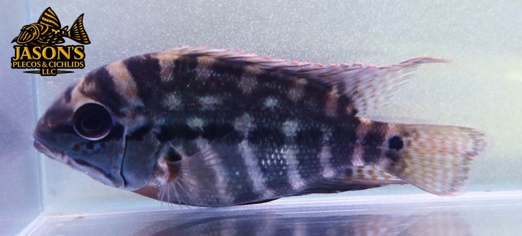 True Parrot Cichlid - (Hoplarchus psittacus)