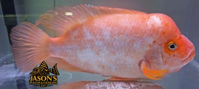Red Devil Cichlid/Midas Cichlid/Midevil Cichlid - (Amphilophus Citrinellus) Red Devil Cichlid/Midas Cichlid/Midevil Cichlid - (Amphilophus Citrinellus)