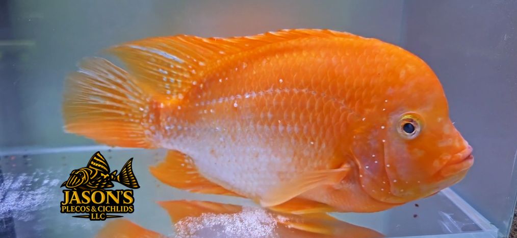 Super Red Texas - (Herichthys cyanoguttatus x Paraneetroplus synspilus x Amphilophus citrinellus)