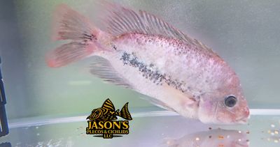 Pink Fenestratus Cichlid - (Vieja Fenestratus)