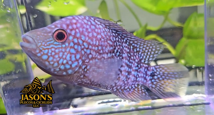 Electric Blue Texas Cichlid - (Herichthys carpintis)