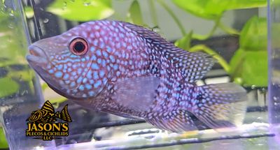 Electric Blue Texas Cichlid - (Herichthys carpintis) Electric Blue Texas Cichlid - (Herichthys carpintis)