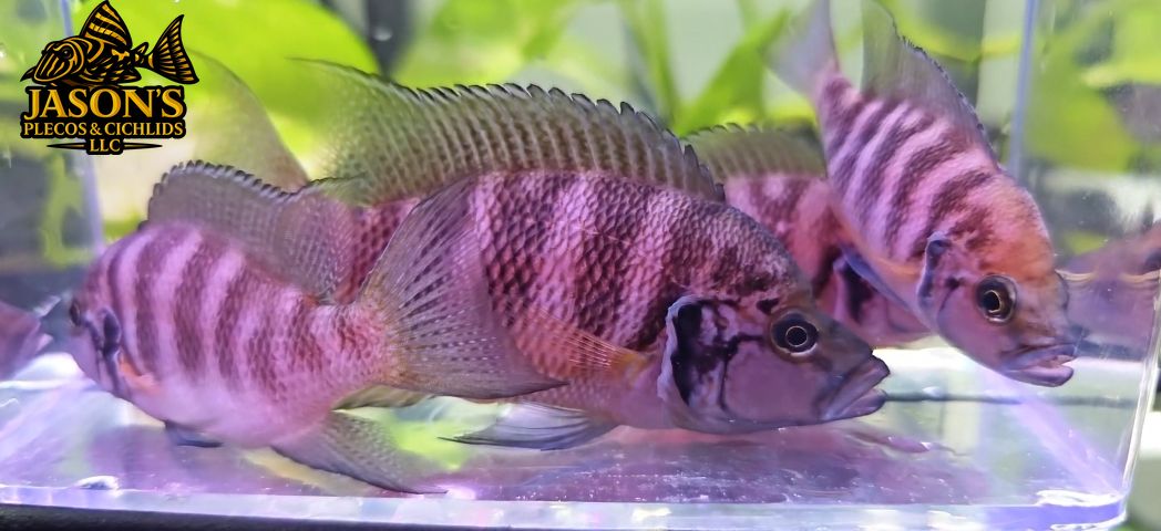 Neolamprologus Savoryi