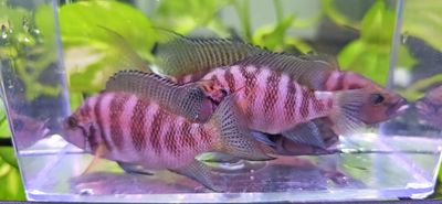 Neolamprologus Savoryi