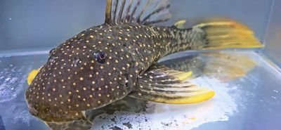 Phase II Luteus Pleco/Golden Sailfin Pleco - (Hypostomus Luteus) Argentina