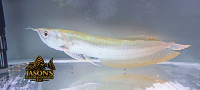 Silver Arowana - (Osteoglossum bicirrhosum) Silver Arowana - (Osteoglossum bicirrhosum)