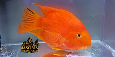Super Red Blood Parrot Cichlid