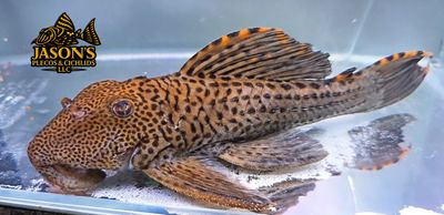 L091 Three Beacon Pleco/Redfin Blackspot Pleco - (Leporacanthicus triactis)