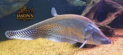 Royal Clown Knifefish - (Chitala blanci) Royal Clown Knifefish - (Chitala blanci)