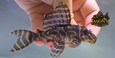 L499 Padauari Zebra Pleco - (Hypancistrus sp.)