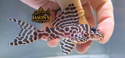 L333 King Tiger Pleco/Maze Zebra Pleco - (Hypancistrus Seideli)