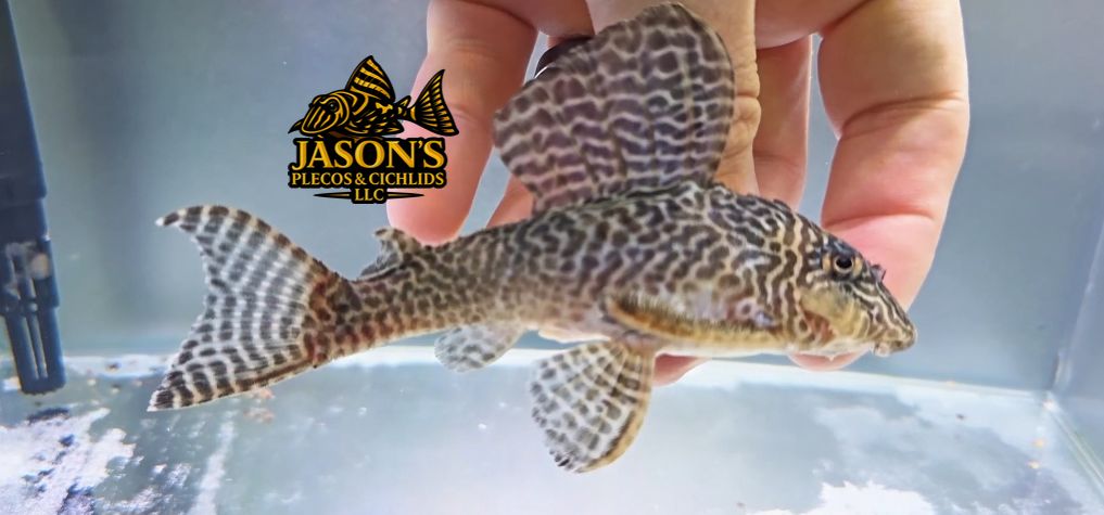 L333 King Tiger Pleco/Maze Zebra Pleco - (Hypancistrus Seideli)
