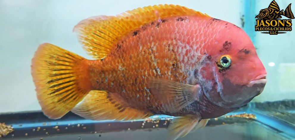 Marbled Fenestratus - (Vieja fenestrata)