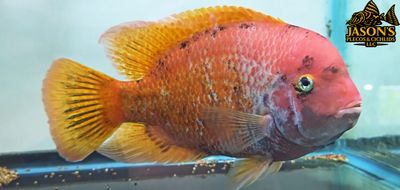 Marbled Fenestratus - (Vieja fenestrata)