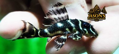 L454 Atabapo Zebra Pleco - (Hypancistrus sp.)