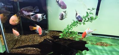 Marbled Fenestratus - (Vieja fenestrata)