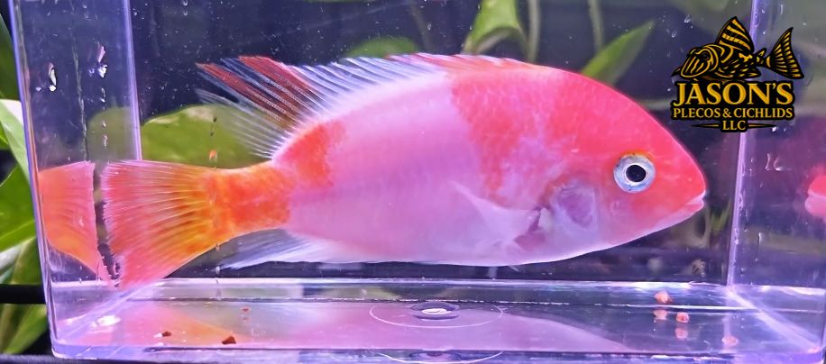 Marbled Fenestratus - (Vieja fenestrata)