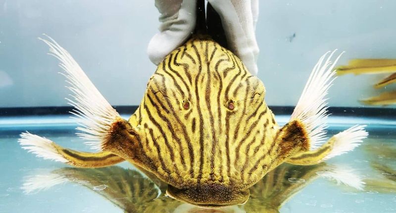 L475 Nhamunda Zebra Pleco For Sale Online (Hypancistrus sp.)