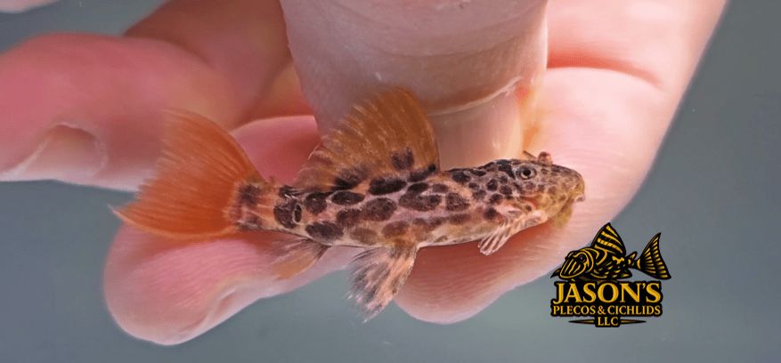 L427 Jatupu Cactus Pleco - (Pseudacanthicus sp.)