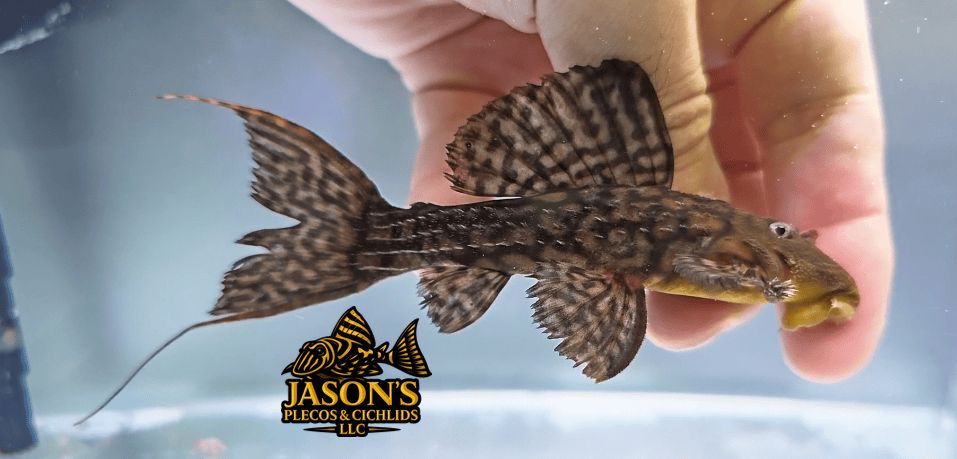 L079 Slender Cactus Pleco - (Pseudacanthicus sp.)