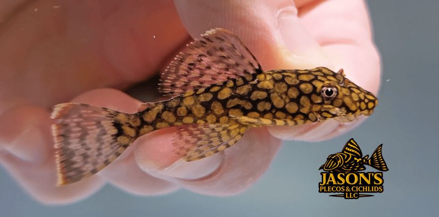 Honeycomb Bristlenose - (Ancistrus sp. Wabenmuster)
